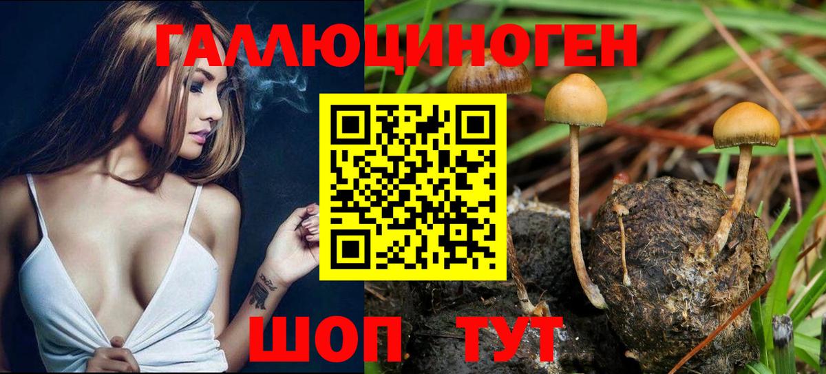 Курчалой  Псилоцибиновые грибы мухоморы  Псилоцибиновые грибы Magic Shrooms  даркнет сайт  Вход с VPN 