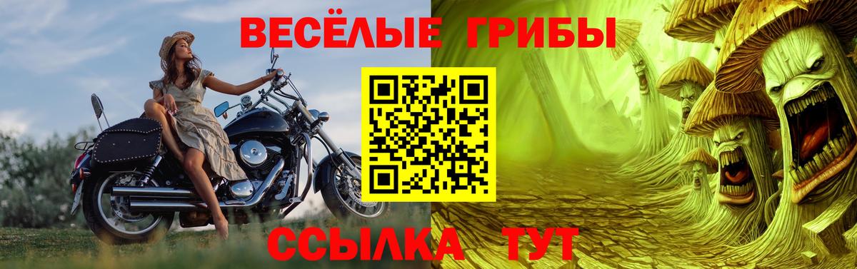 Псилоцибиновые грибы Psilocybe Курчалой